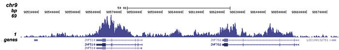 H4K20me3 Antibody for ChIP-seq assay