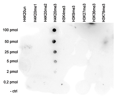 H4K20me3 Antibody validated in Dot Blot