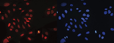 H4K20me3 Antibody validated in Immunofluorescence