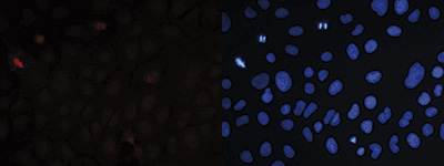 H4K20me3 Antibody validated in Immunofluorescence