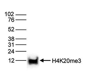 H4K20me3 Antibody validated for Western Blot