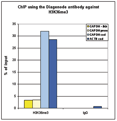 H3K36me3 Antibody ChIP Grade