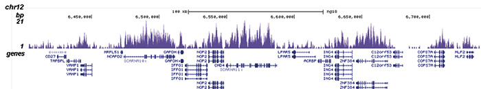 H3K36me3 Antibody ChIP-seq Grade