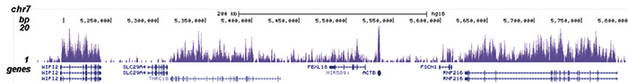 H3K36me3 Antibody for ChIP-seq