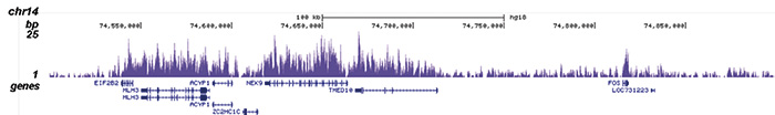 H3K36me3 Antibody for ChIP-seq assay