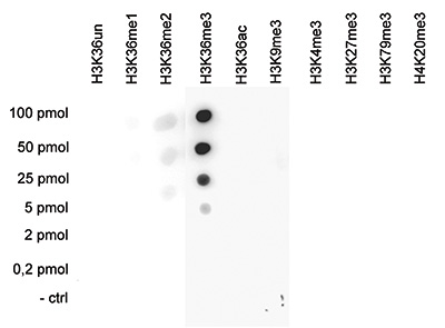 H3K36me3 Antibody validated in Dot Blot