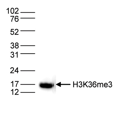 H3K36me3 Antibody validated in Western Blot
