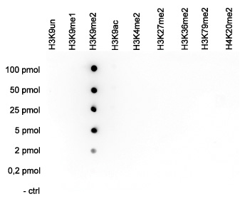 H3K9me2 Antibody Dot blot Validation 