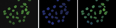 H3K9me2 Antibody validated in IF