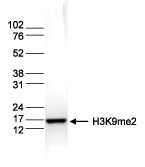 H3K9me2 Antibody Validated in Western blot