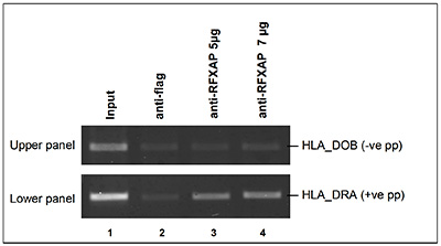 RFX-AP Antibody ChIP Grade