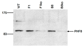 Western blot