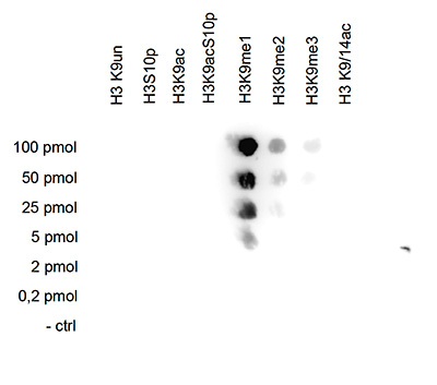 H3K9me1 Antibody validated in Dot Blot