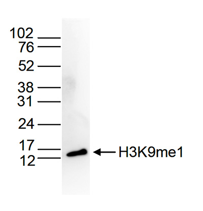 H3K9me1 Antibody validated in Western blot