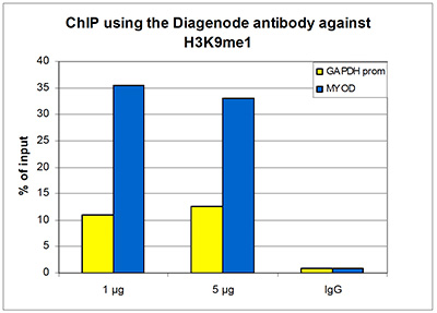 H3K9me1 Antibody ChIP Grade