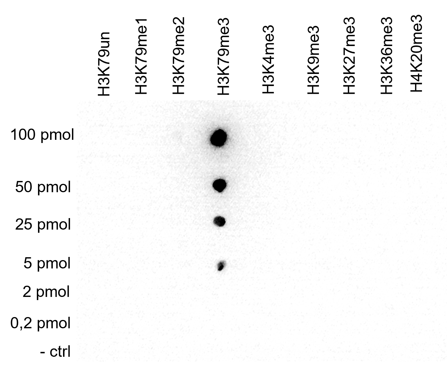 H3K79me3 Antibody validated in Dot Blot