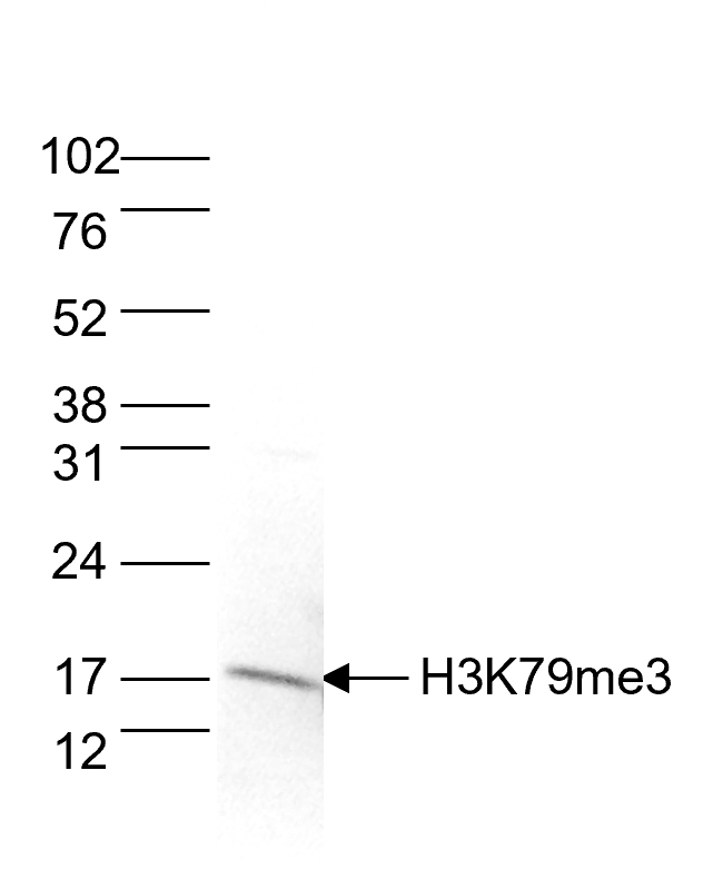 H3K79me3 Antibody validated for Western Blot