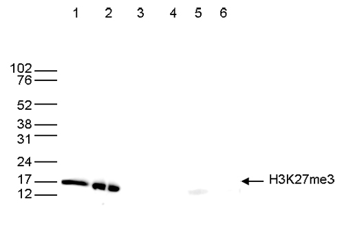 H3K27me3 Antibody Validation in Western Blot 