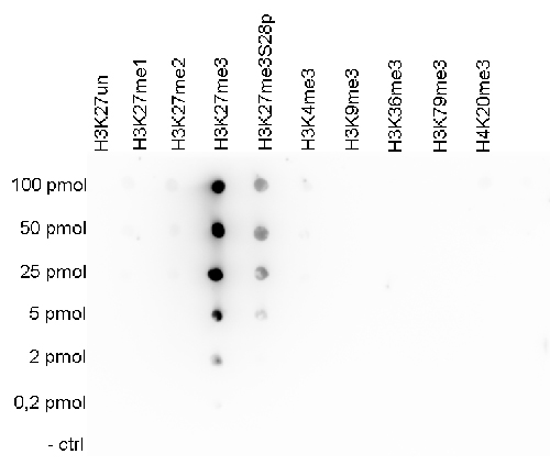 H3K27me3 Antibody Dot Blot Validation 