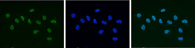 Immunofluorescence