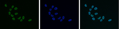 Immunofluorescence