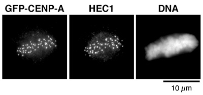 Immunofluorescence