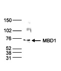 MBD1 Antibody validated in Western Blot