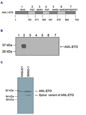 Western blot