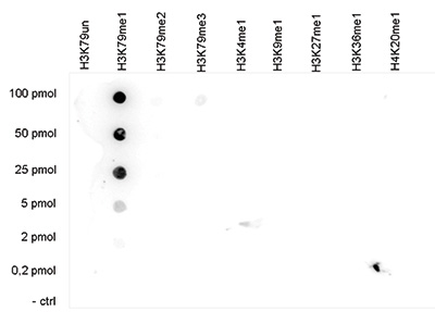 H3K79me1 Antibody Dot Blot validation