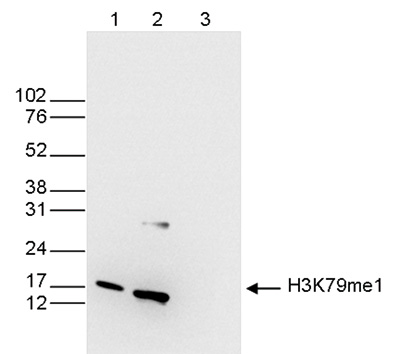 H3K79me1 Antibody validated in Western Blot