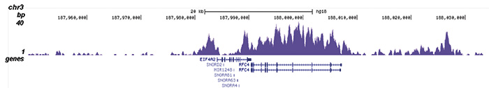 H3K79me1 Antibody validated in ChIP-seq
