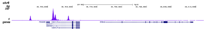 p53 Antibody for ChIP-seq