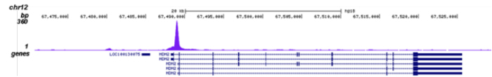 p53 Antibody validated in ChIP-seq