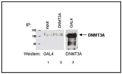 Western blot