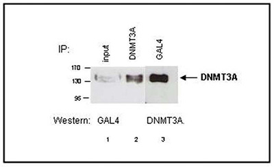 Western blot