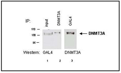 Western blot