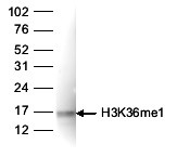 H3K36me1 Antibody validated in Western blot