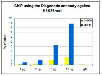 H3K36me1 Antibody ChIP Grade