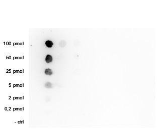 H3K36me1 Antibody validated in Dot Blot