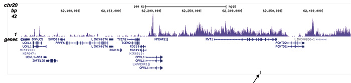 H3K27me3S28p Antibody for ChIP-seq