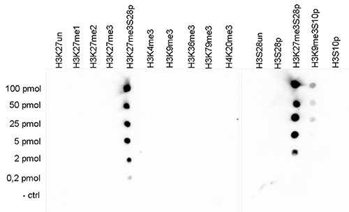 H3K27me3S28p Antibody validated in Dot Blot