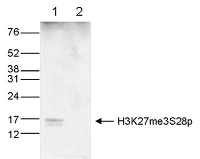 H3K27me3S28p Antibody validated in Western Blot