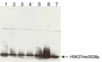 H3K27me3S28p Antibody validated in Western Blot