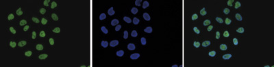 H4K8ac Antibody validated in Immunofluorescence