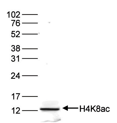 H4K8ac Antibody validated in Western Blot