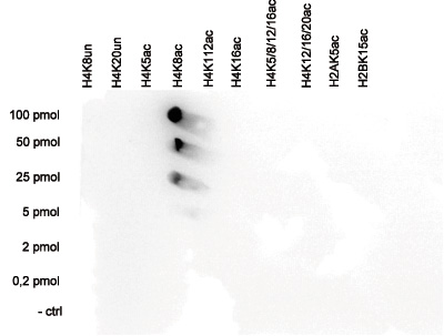H4K8ac Antibody validated in Dot Blot