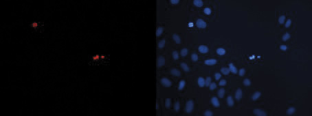 H3S10p Antibody valiadted in Immunofluorescence 