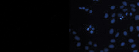 H3S10p Antibody valiadted in Immunofluorescence 