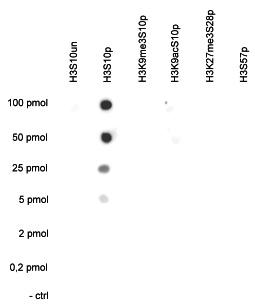 H3S10p Antibody valiadted in Dot Blot