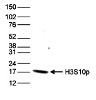 H3S10p Antibody valiadted in Western Blot